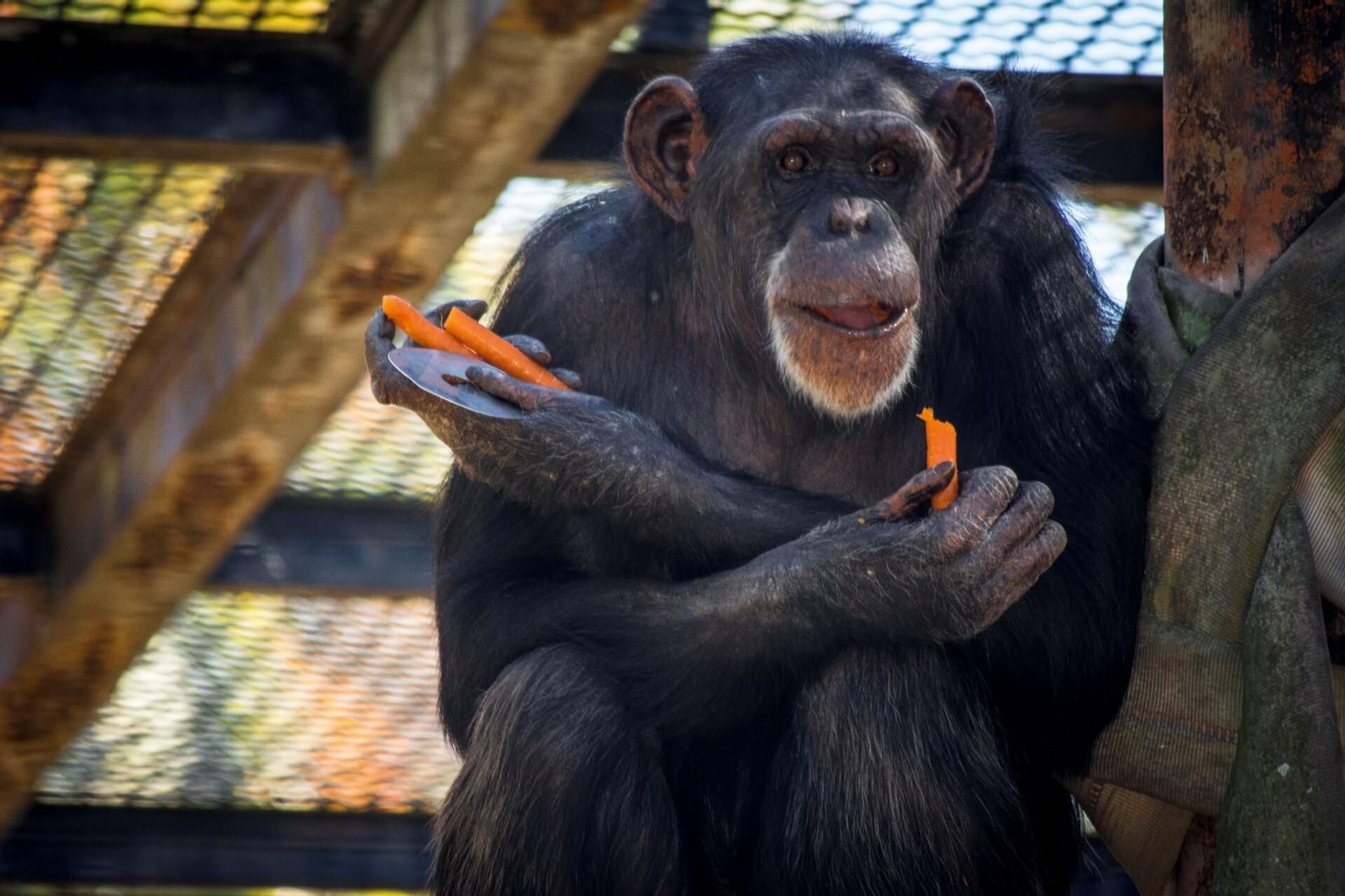 La chimpancé Lulú, en el Zoo de Jerez