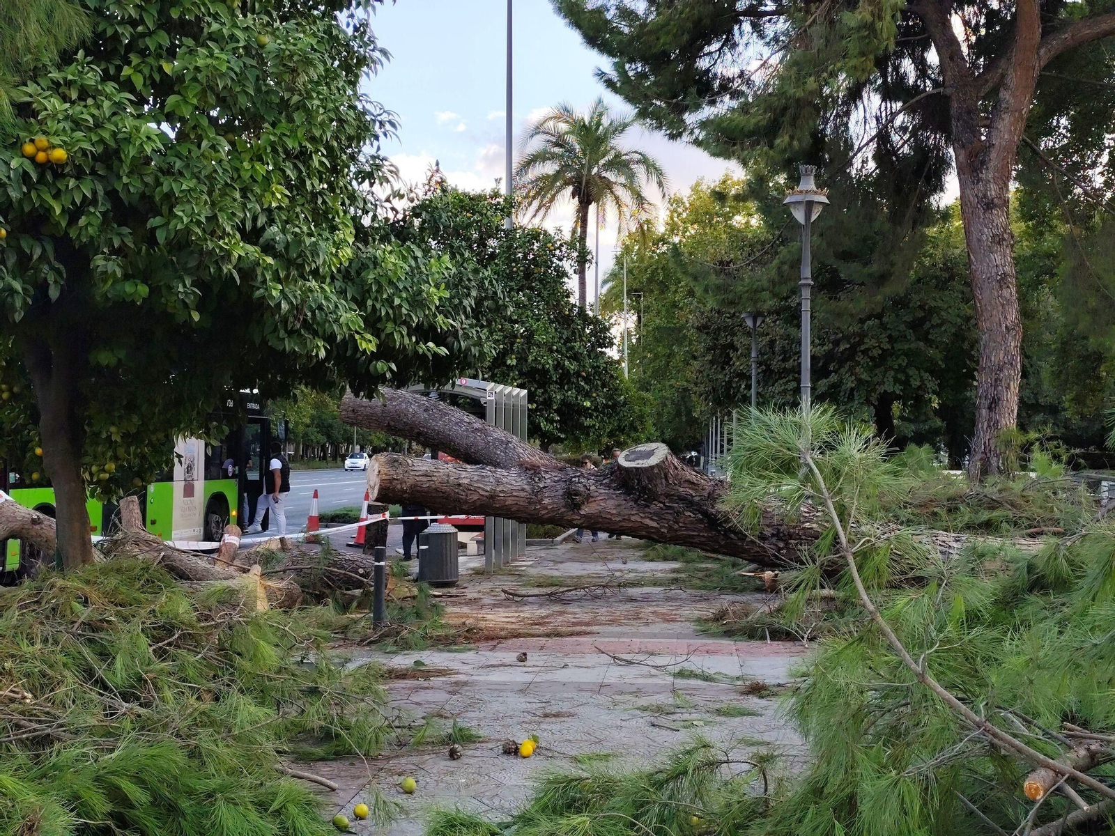 Un gran árbol caído en la avenida de Vallellano por los efectos de la borrasca Claudia.
