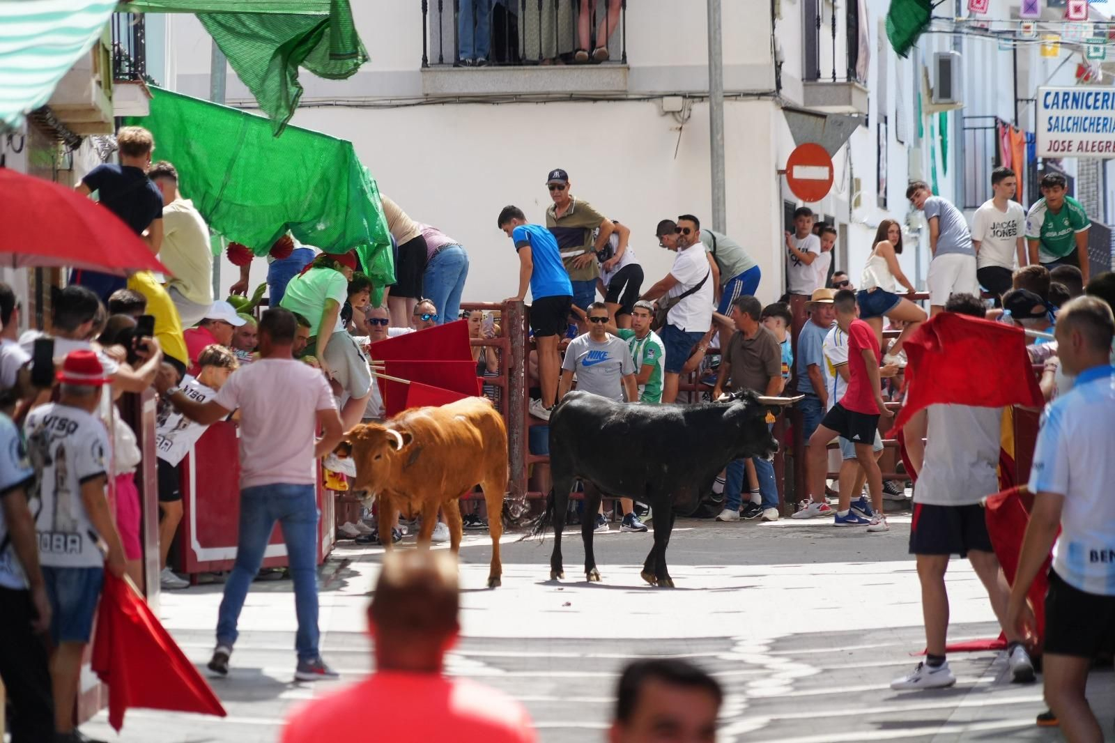 El encierro de vaquillas de El Viso, en imágenes