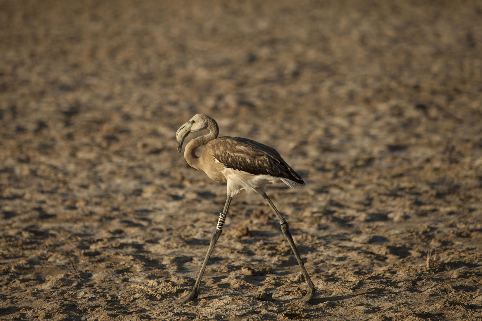 Amanecer flamenco en Fuente de Piedra