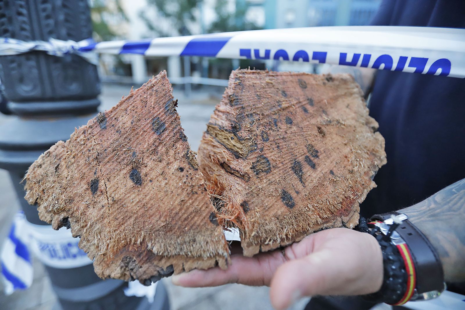 Imágenes de la tala de la emblemática Palmera de Huelva