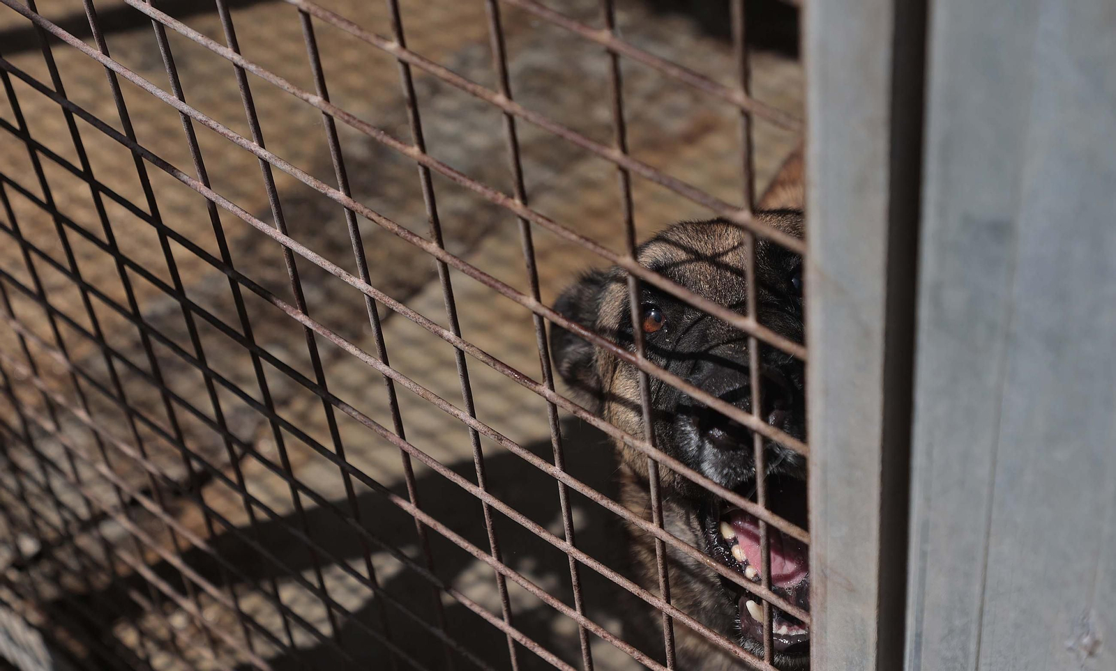 Imágenes de la protectora de animales del Campo de Gibraltar en Los Barrios