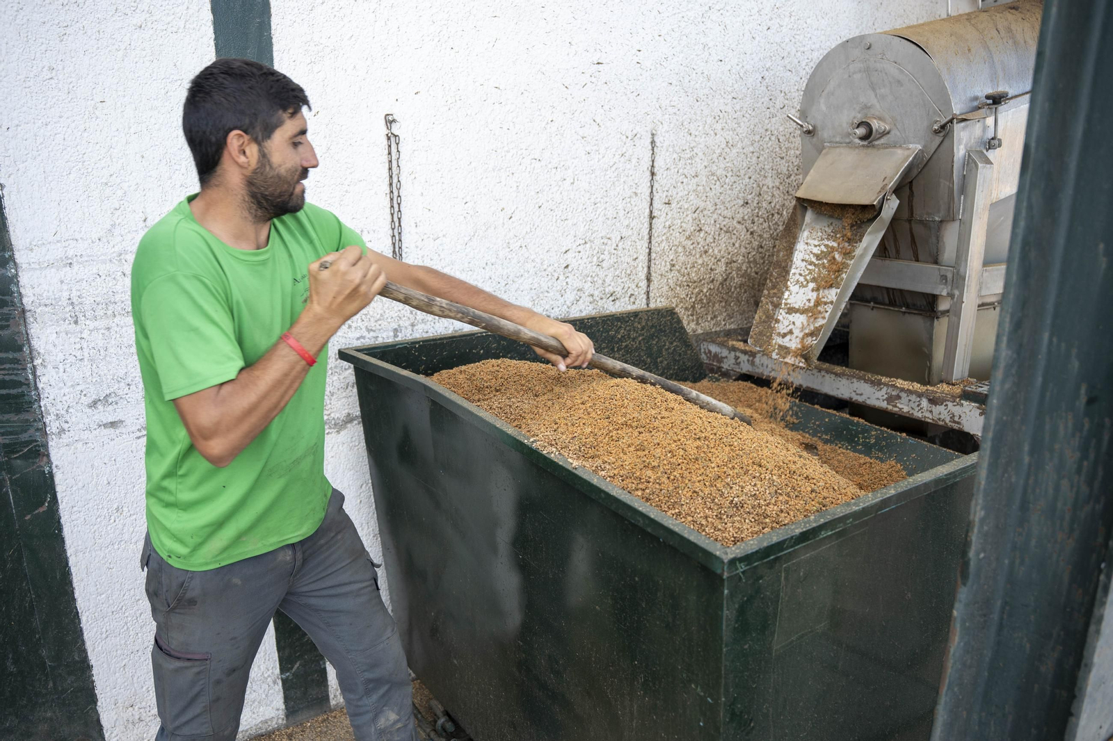 Os enseñamos como se hace el aceite en la almazara de Fiñana, en imágenes