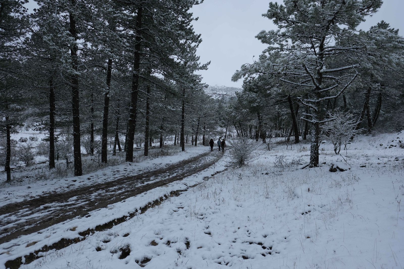 La nieve tiñe de blanco la Serranía de Ronda