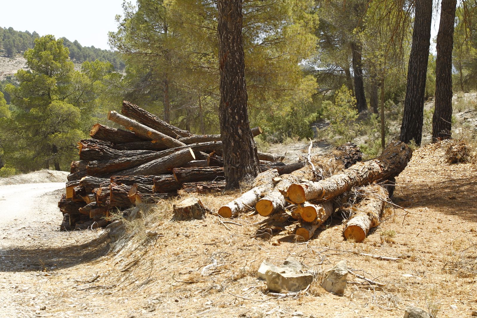 Imágenes de la sequía que golpea con dureza la producción de cereal en Los Vélez