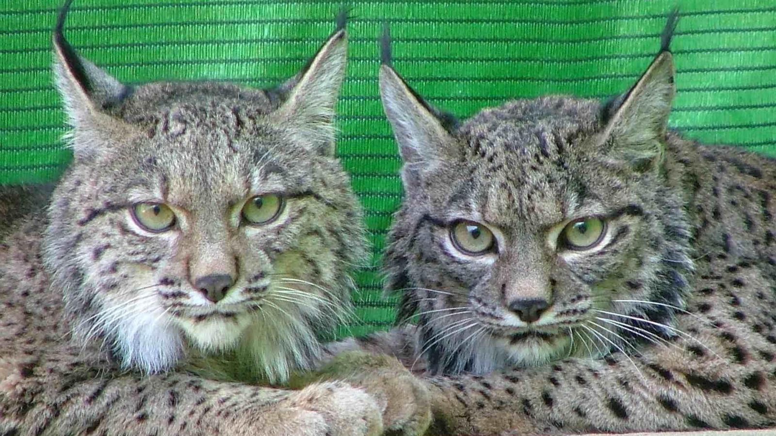 Linces en Doñana.