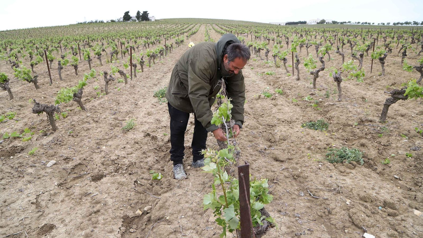 Trabajos en una viña de las inmediaciones de Jerez