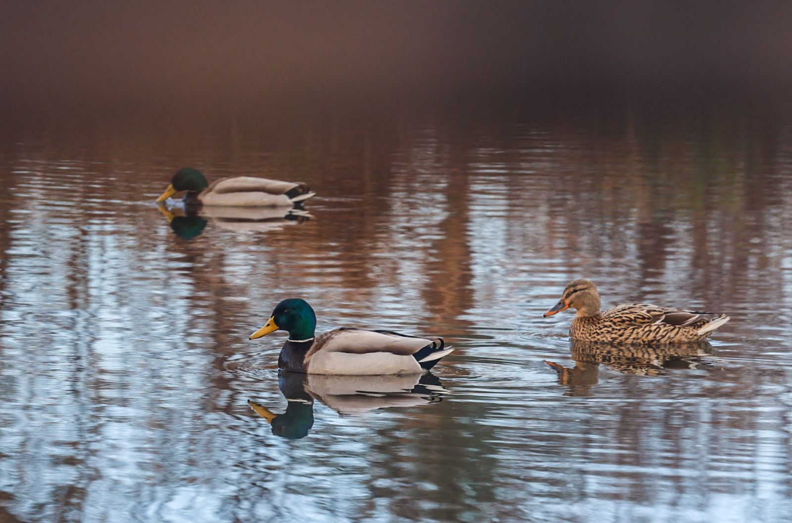 Fotografías de la celebración del Día Mundial de los Humedales