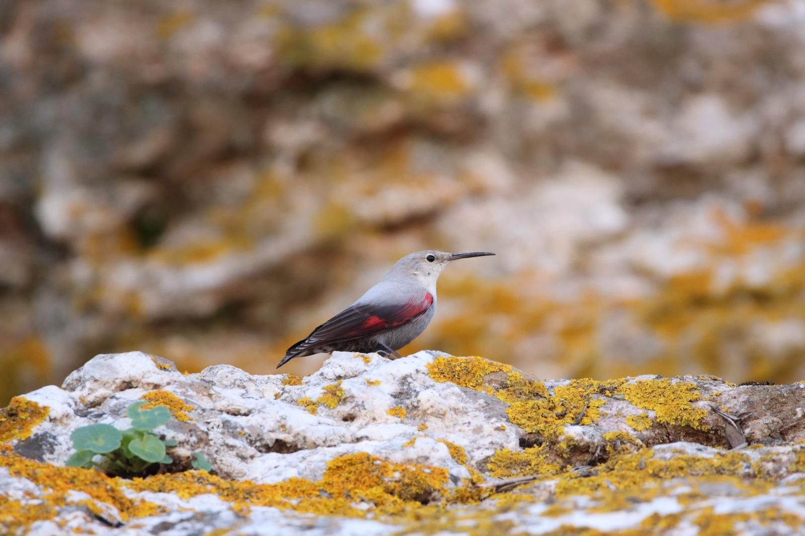 El treparriscos en Puebla de Guzmán.