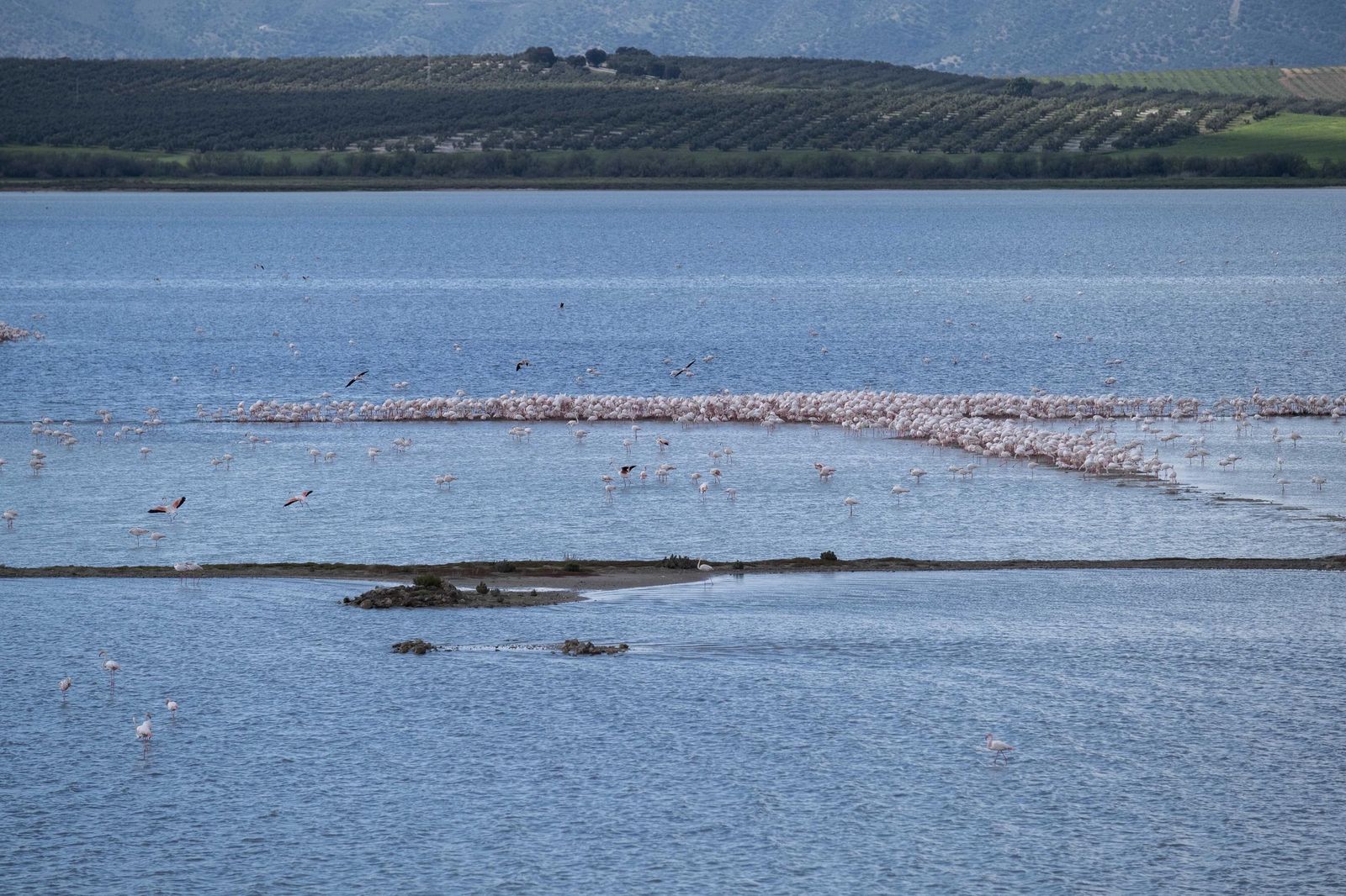 Laguna de Fuente de Piedra tras las lluvias, en fotos