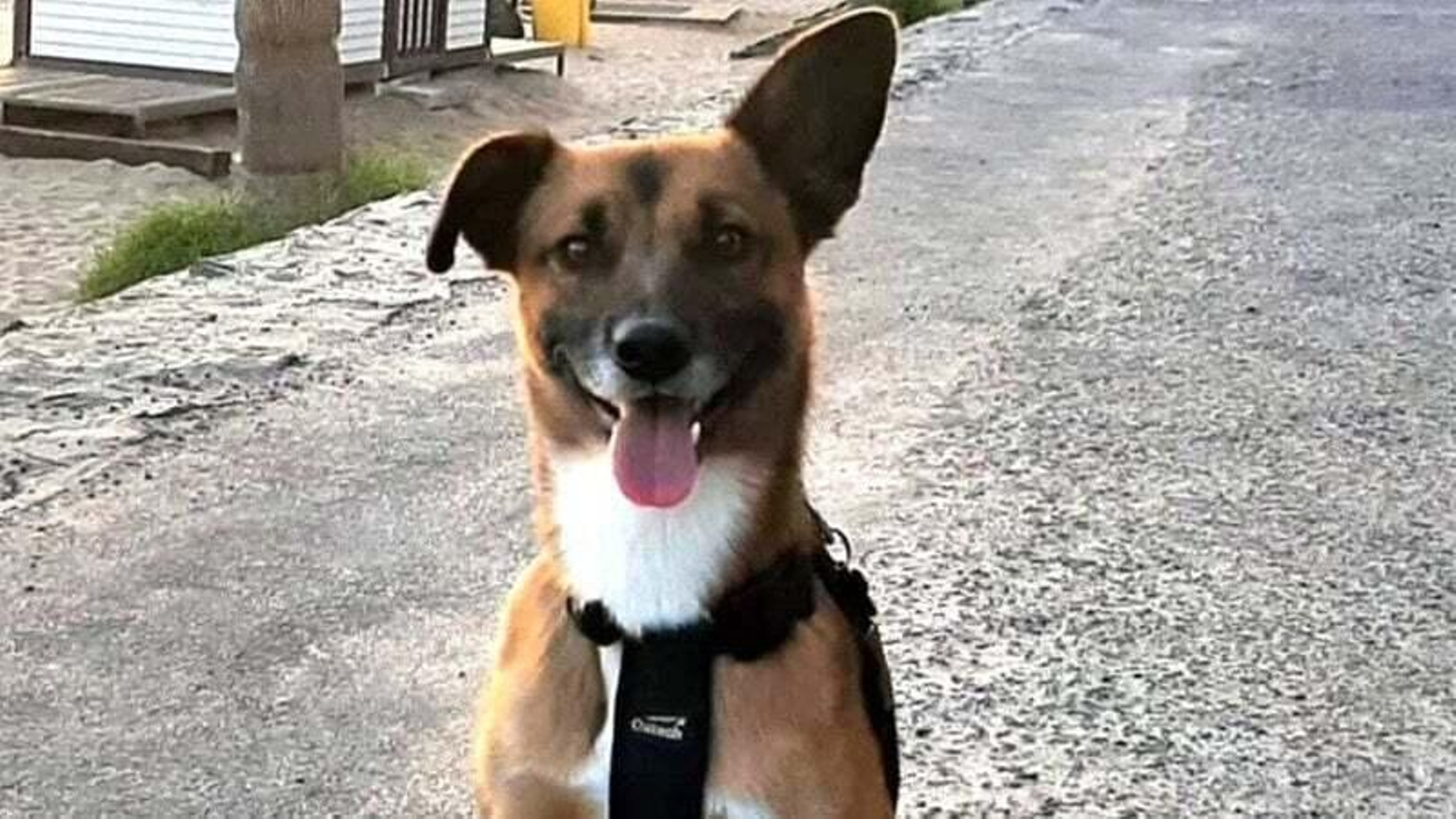 Piden con firmas que un perro pueda acudir a la boda de sus dueños