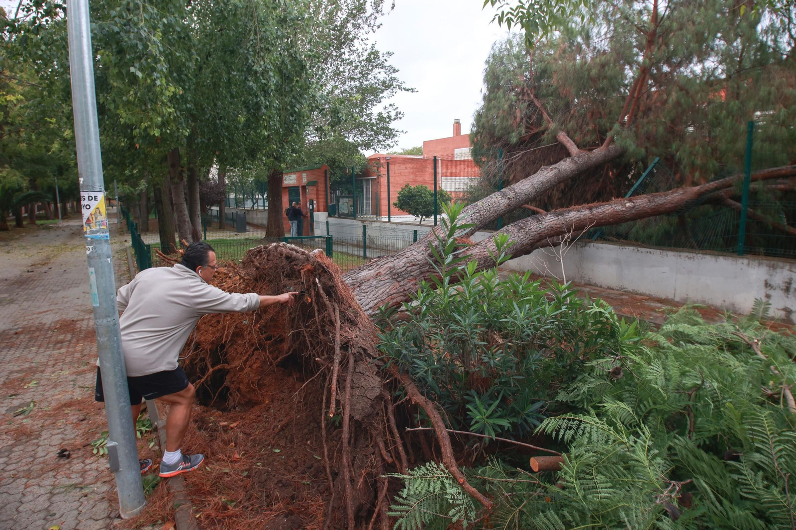 Caída de un árbol de grandes dimensiones sobre el vallado del colegio Arboleda de Sevilla Este, tras la borrasca en octubre de 2023.