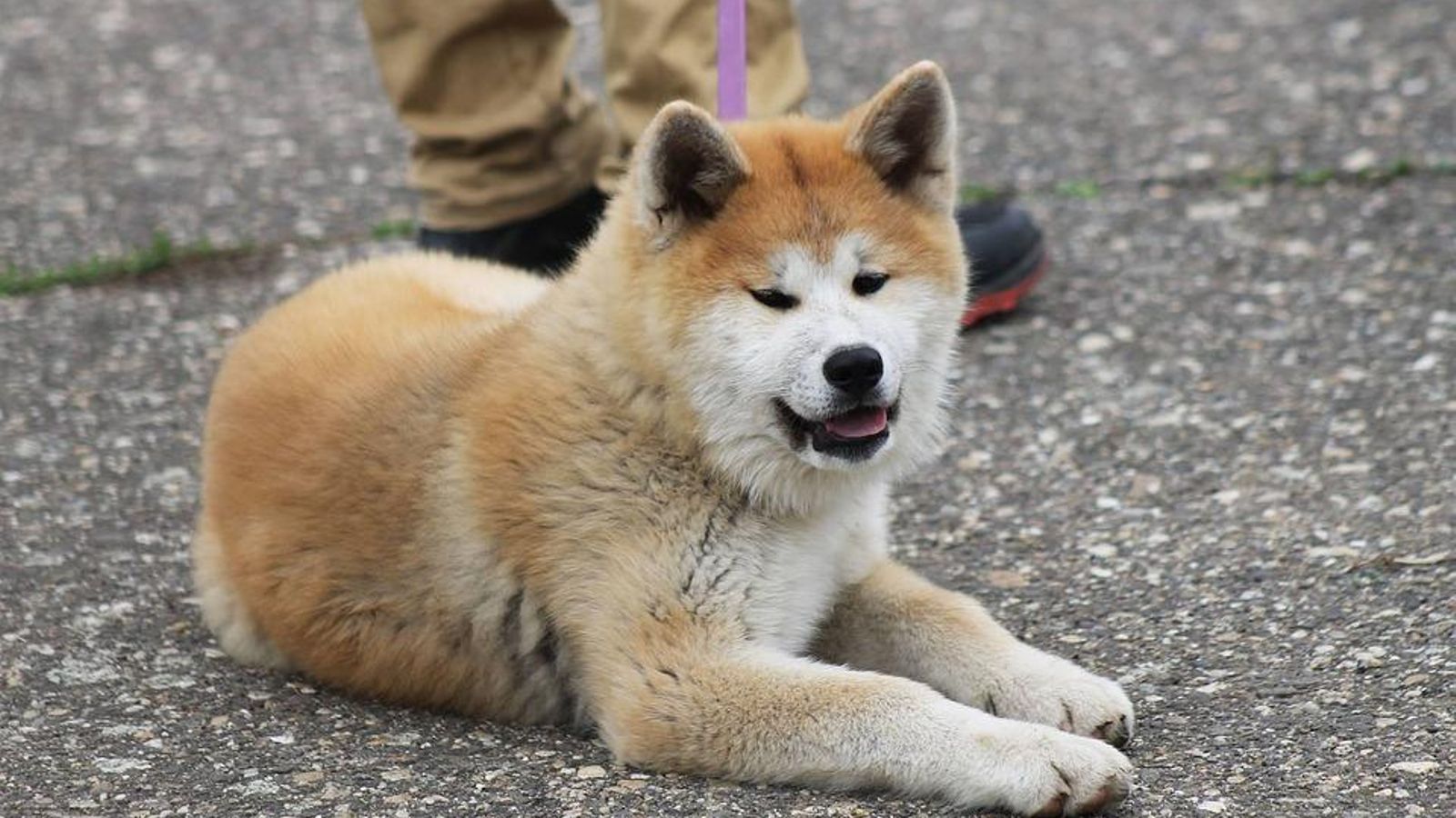 Akita Inu