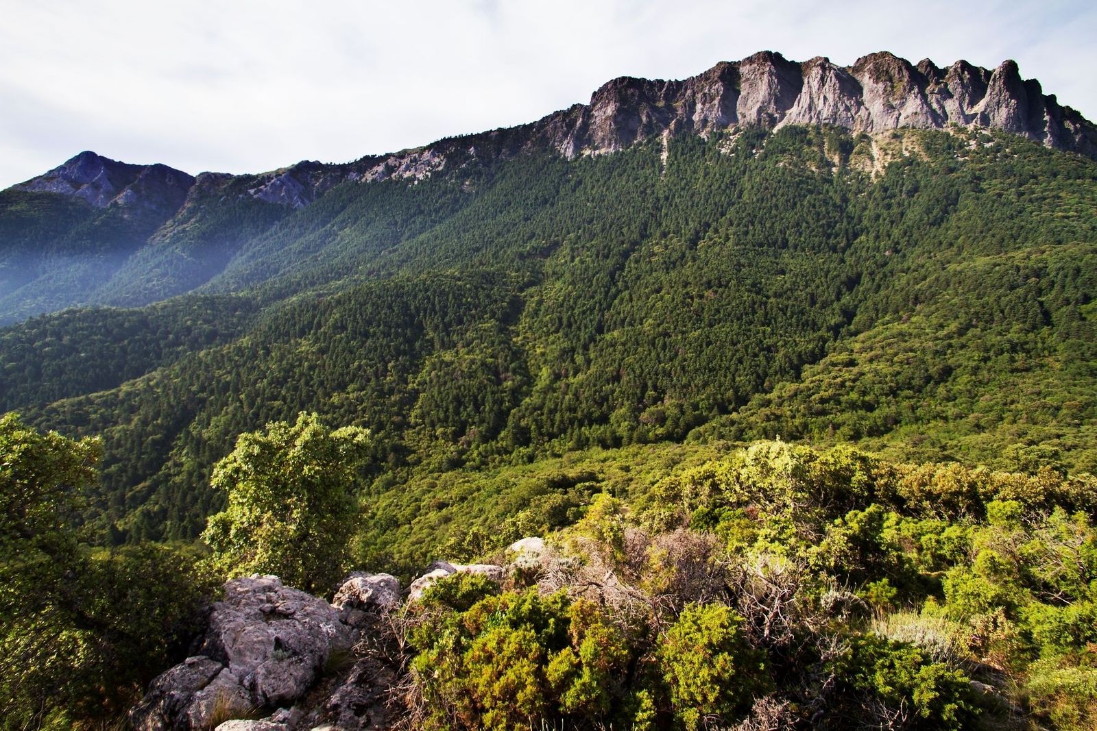Zona de reserva del parque de Grazalema