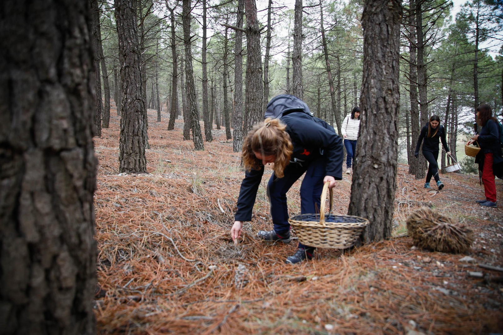 La ruta recolectora de setas en Abla por las XIX Jornadas Micológicas, en imágenes