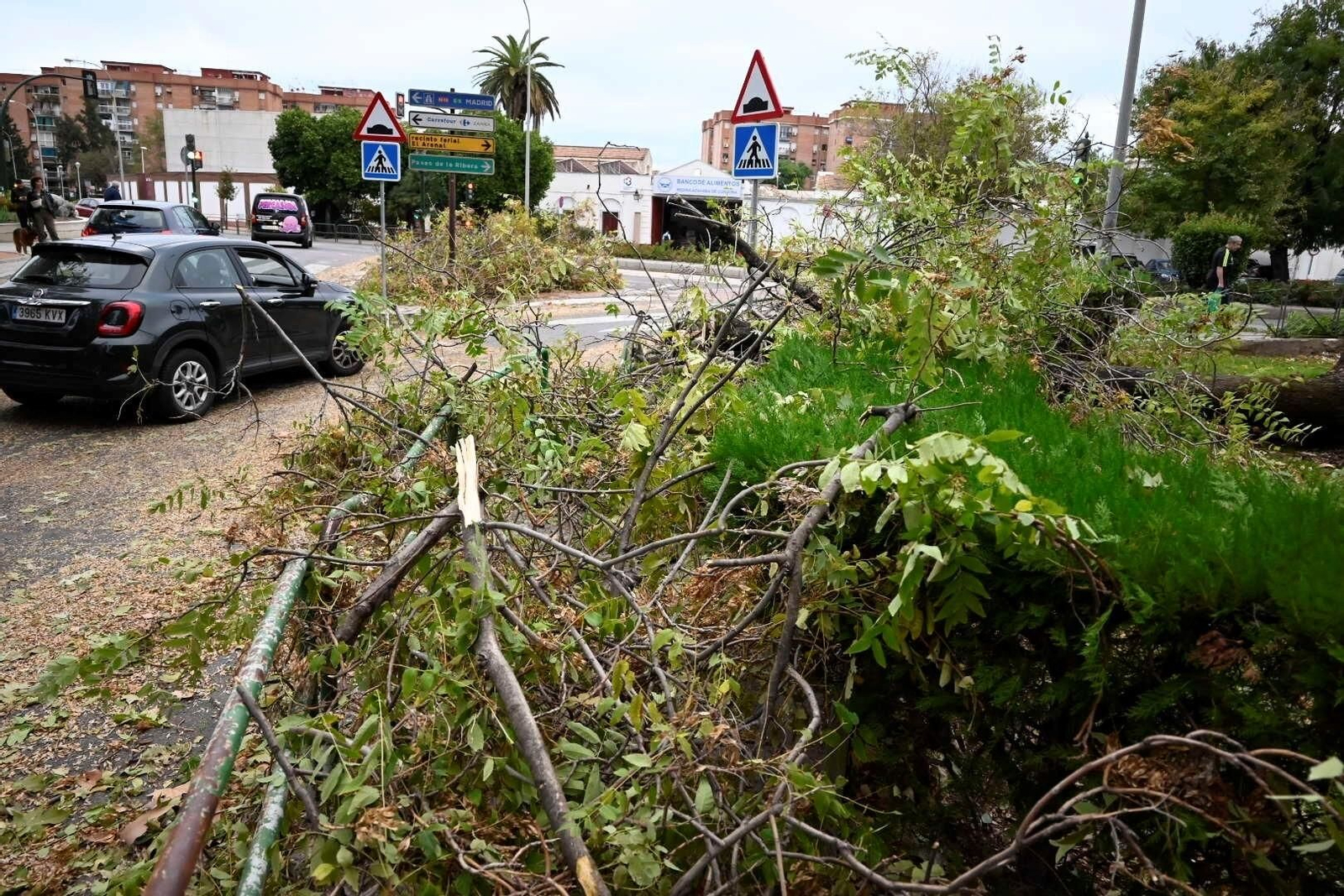 Los daños causados por la borrasca Bernard en Córdoba, en imágenes