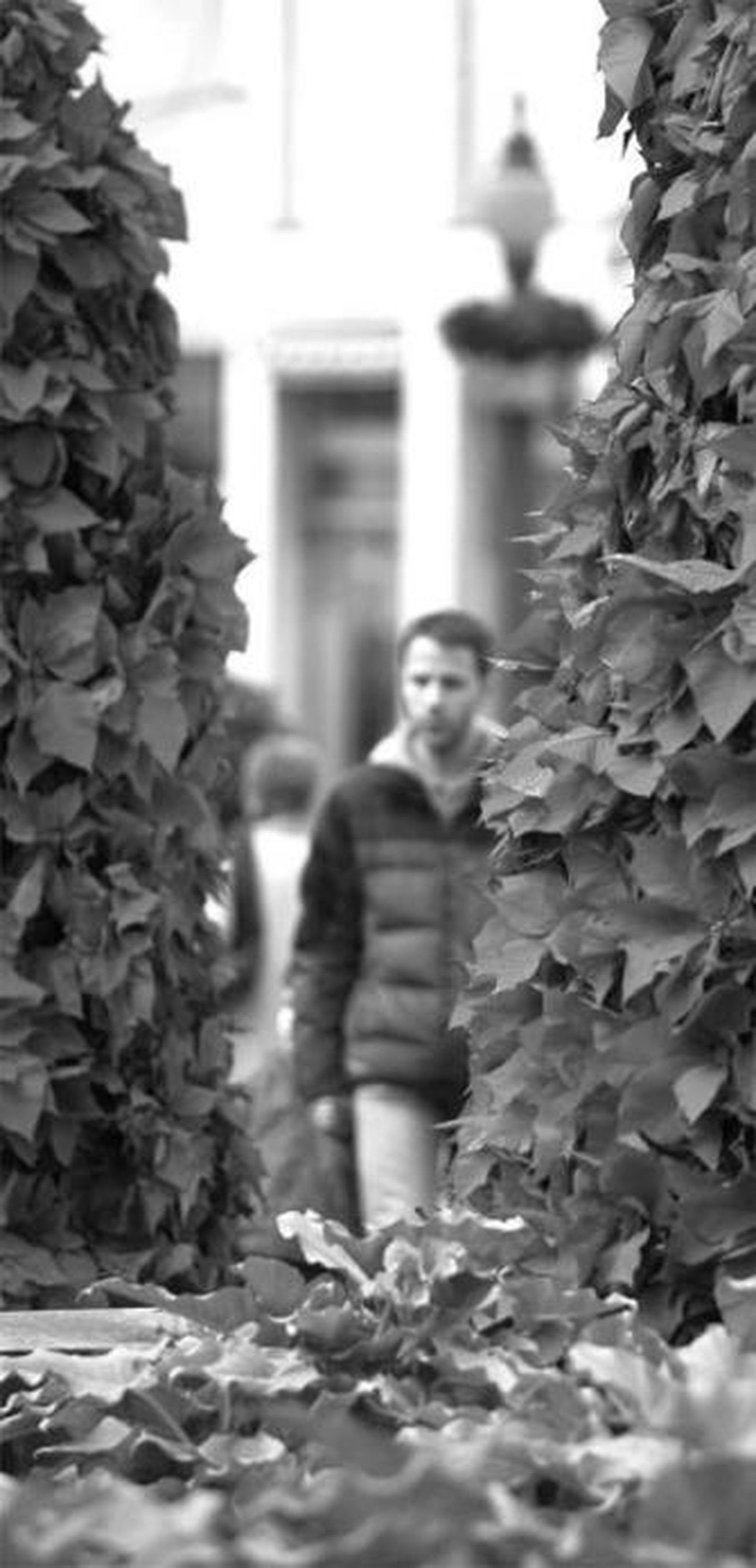 La heladas obligan a cambiar las flores de Pascua casi a diario.