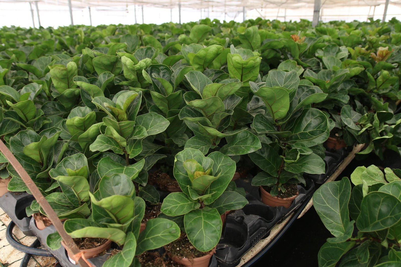 Imágenes de la venta de planta planta ornamental y flor cortada de Vícar