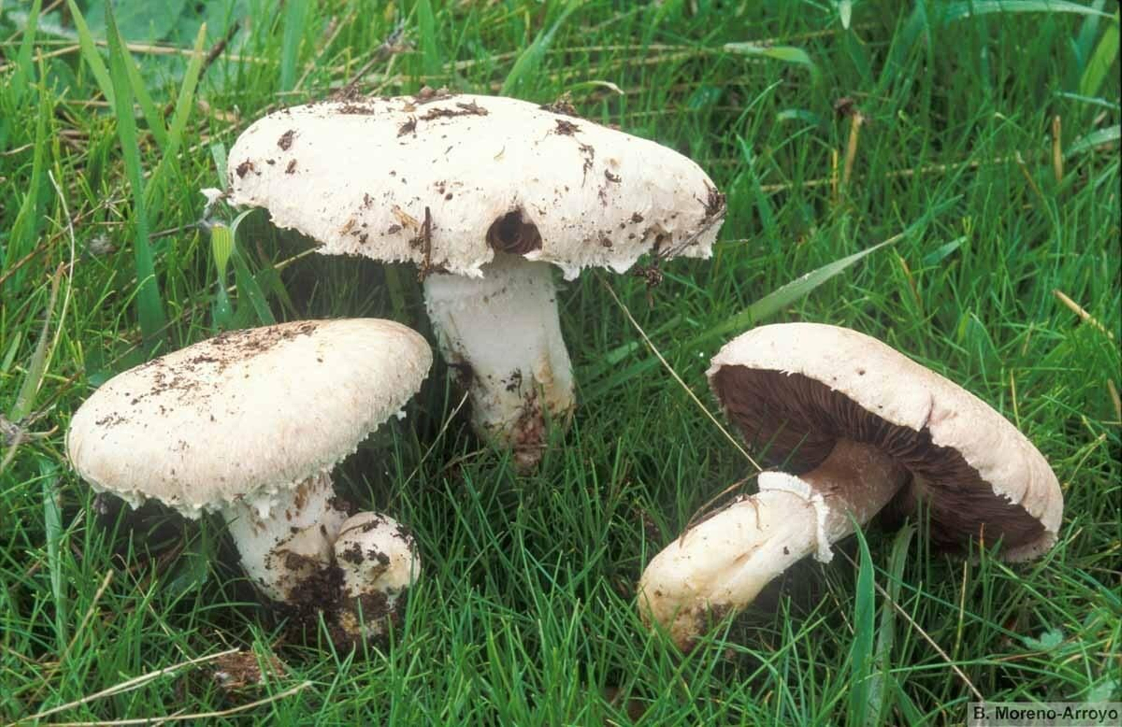 Champiñón de campo (agaricus campestris)