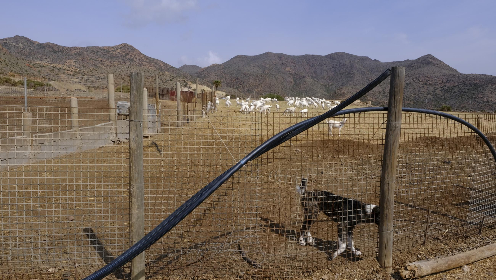 Recorrido por el cortijo El Romeral con 1200 cabras celtibéricas, en imágenes