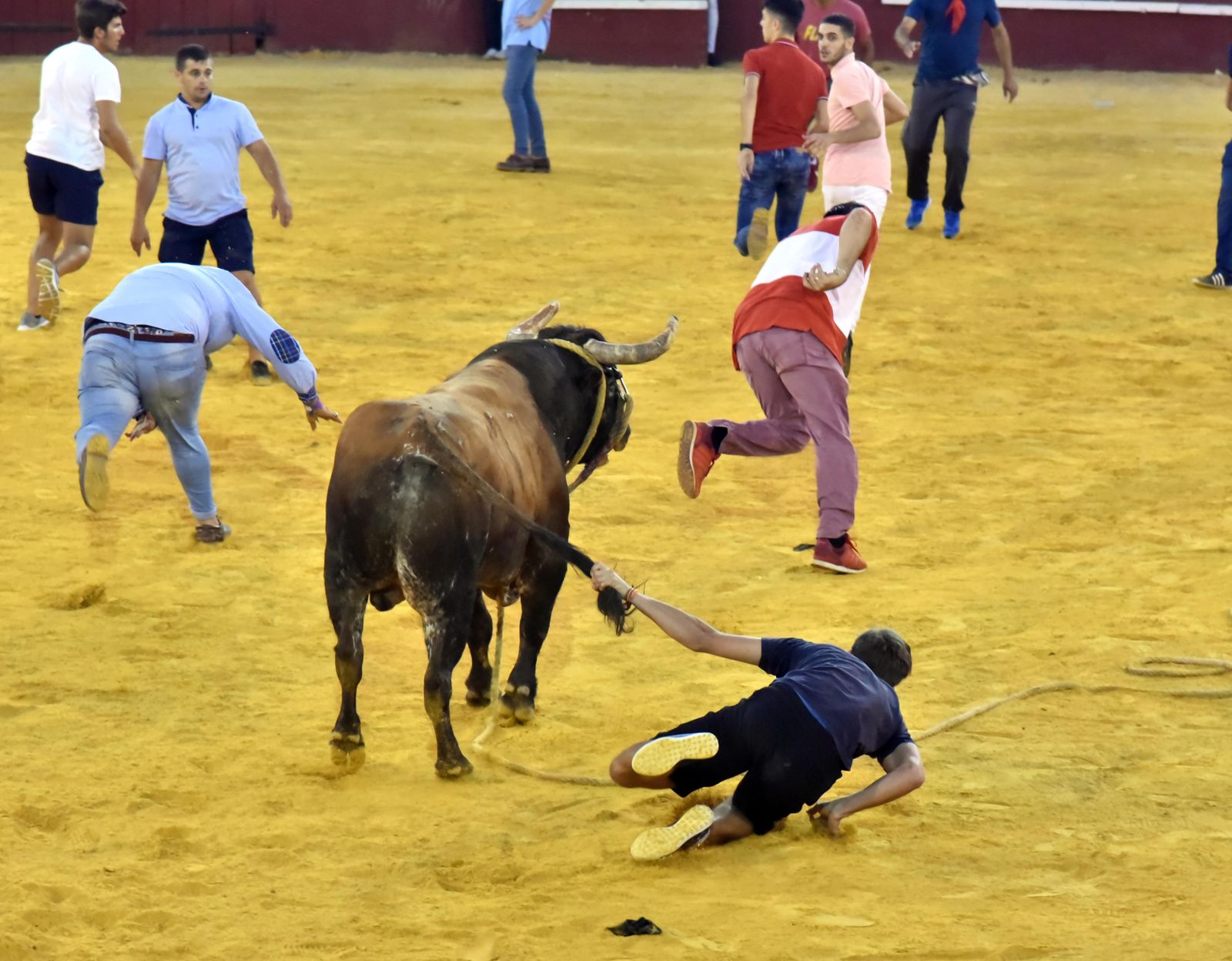 Toro del Aguardiente