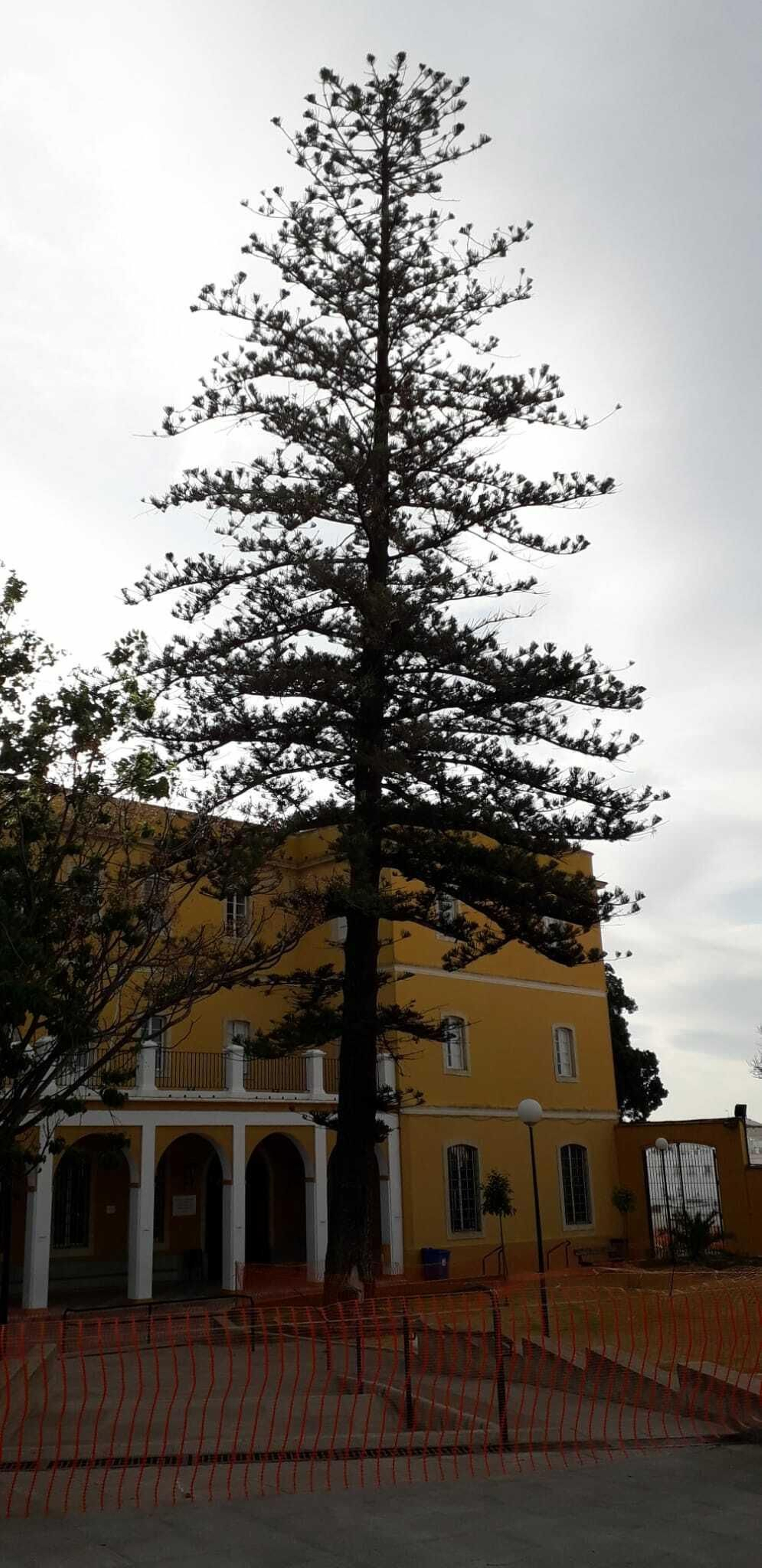 La gran araucaria que preside el patio de Safa Luis.
