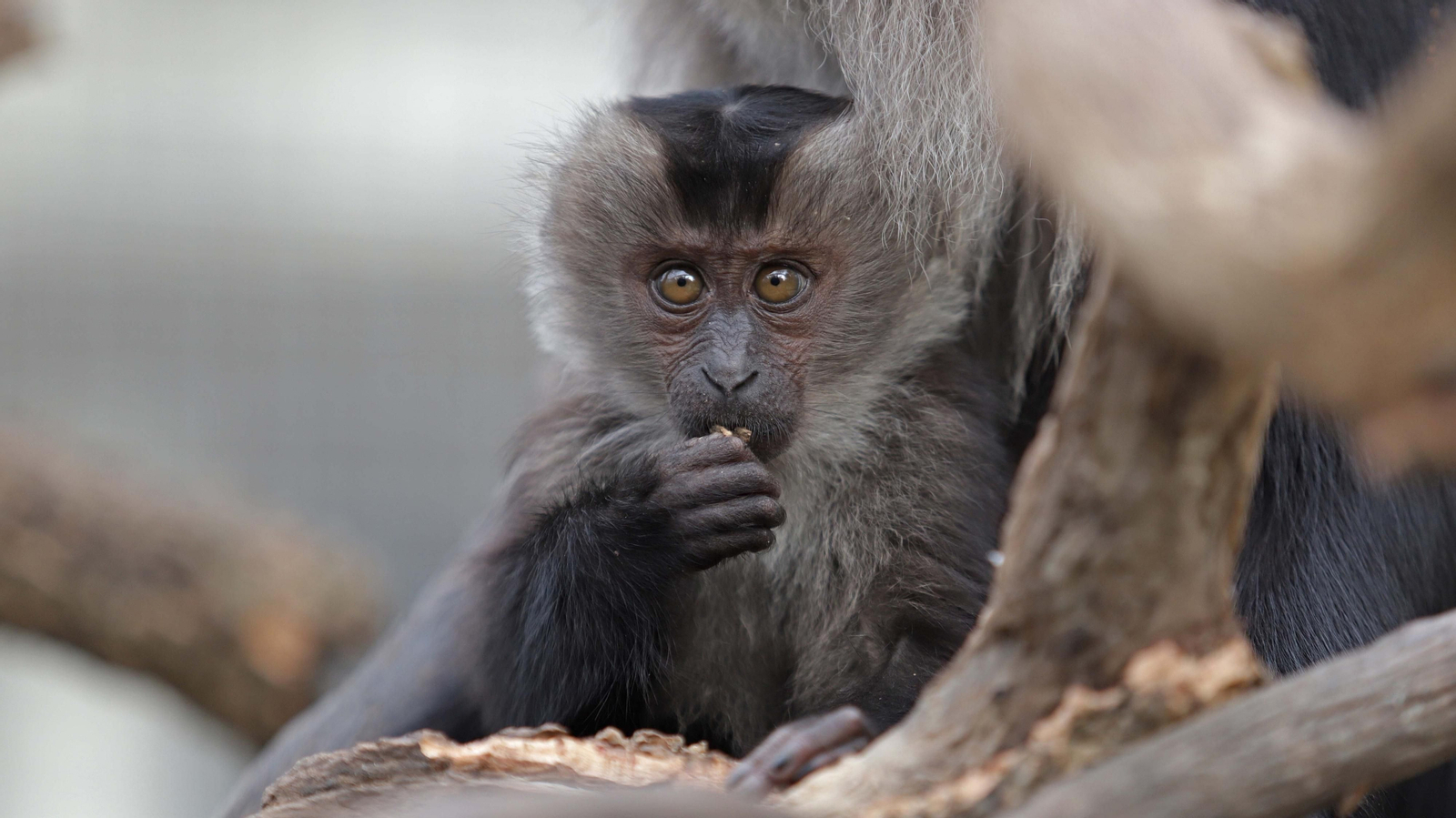 Fotos de los macacos de cola de león del zoo de Castellar
