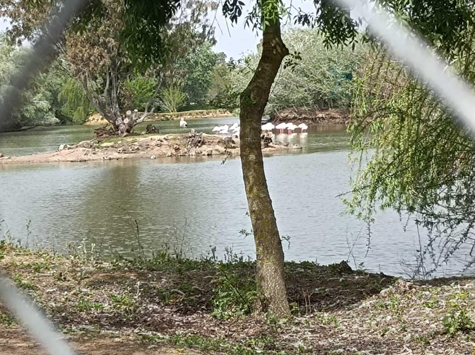 Aves dentro de la Cañada de los Pájaros.