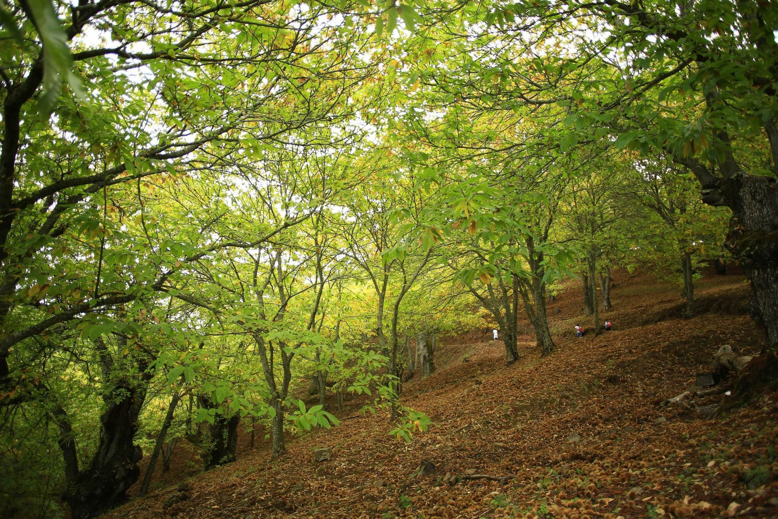 Fotos del Bosque de Cobre en el Valle del Genal.