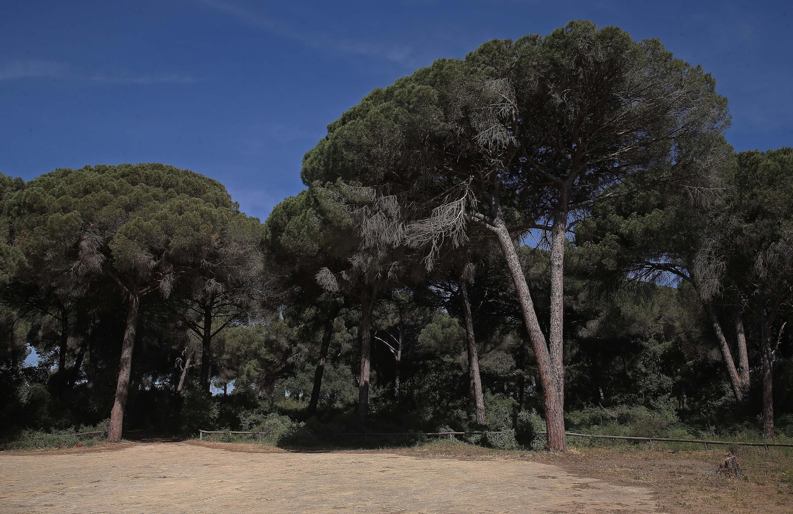 El Pinar del Rey de San Roque, en imágenes