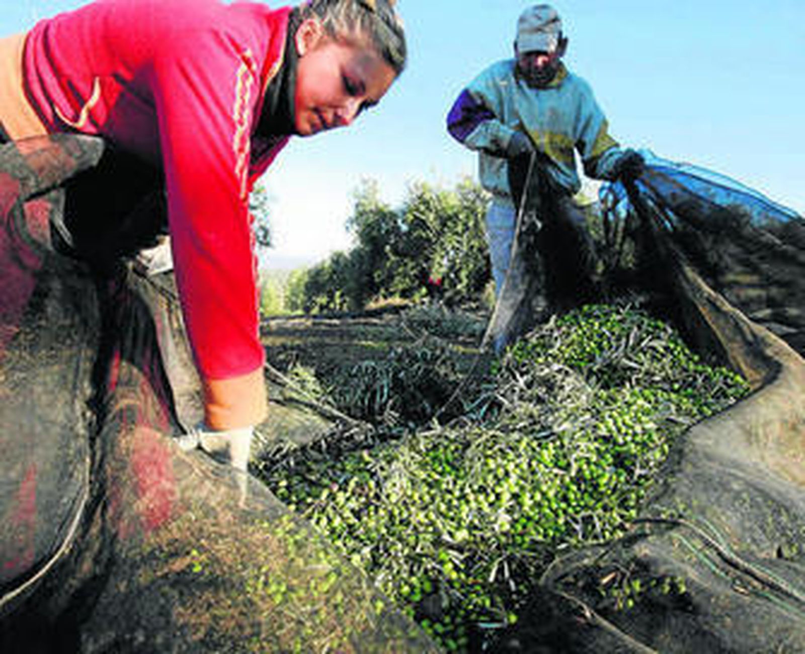 Dos agricultores trabajan en la recolección de la aceituna.