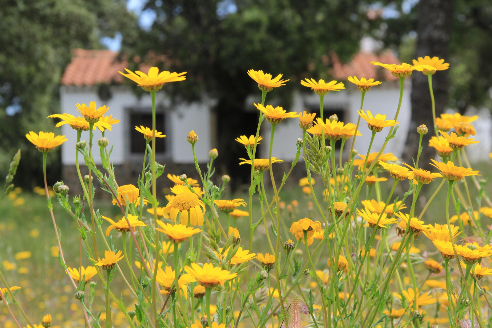 Las fotografías de la primavera en Los Pedroches