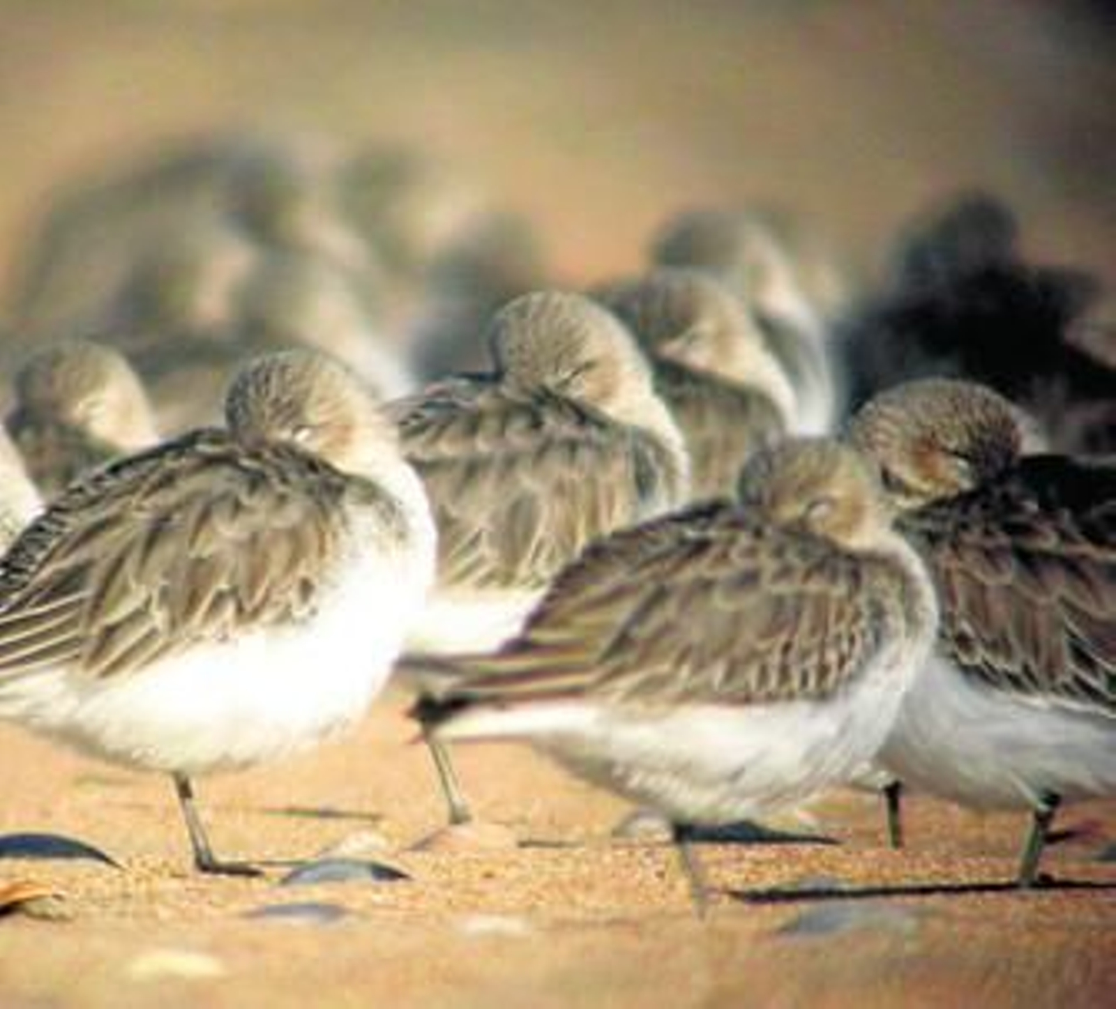 El color del pico en las aves indica el hambre que tienen