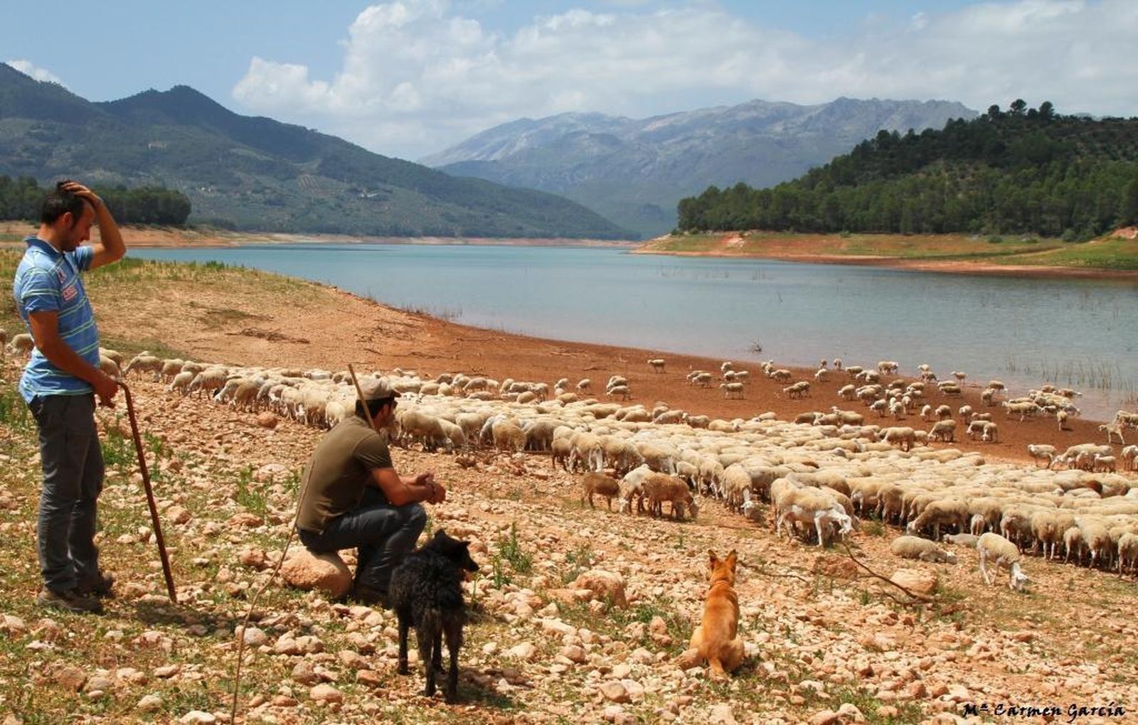 Un momento de la ruta que siguen los ganaderos de Santiago de la Espada en la trashumancia durante la subida del ganado que se hace ahora.