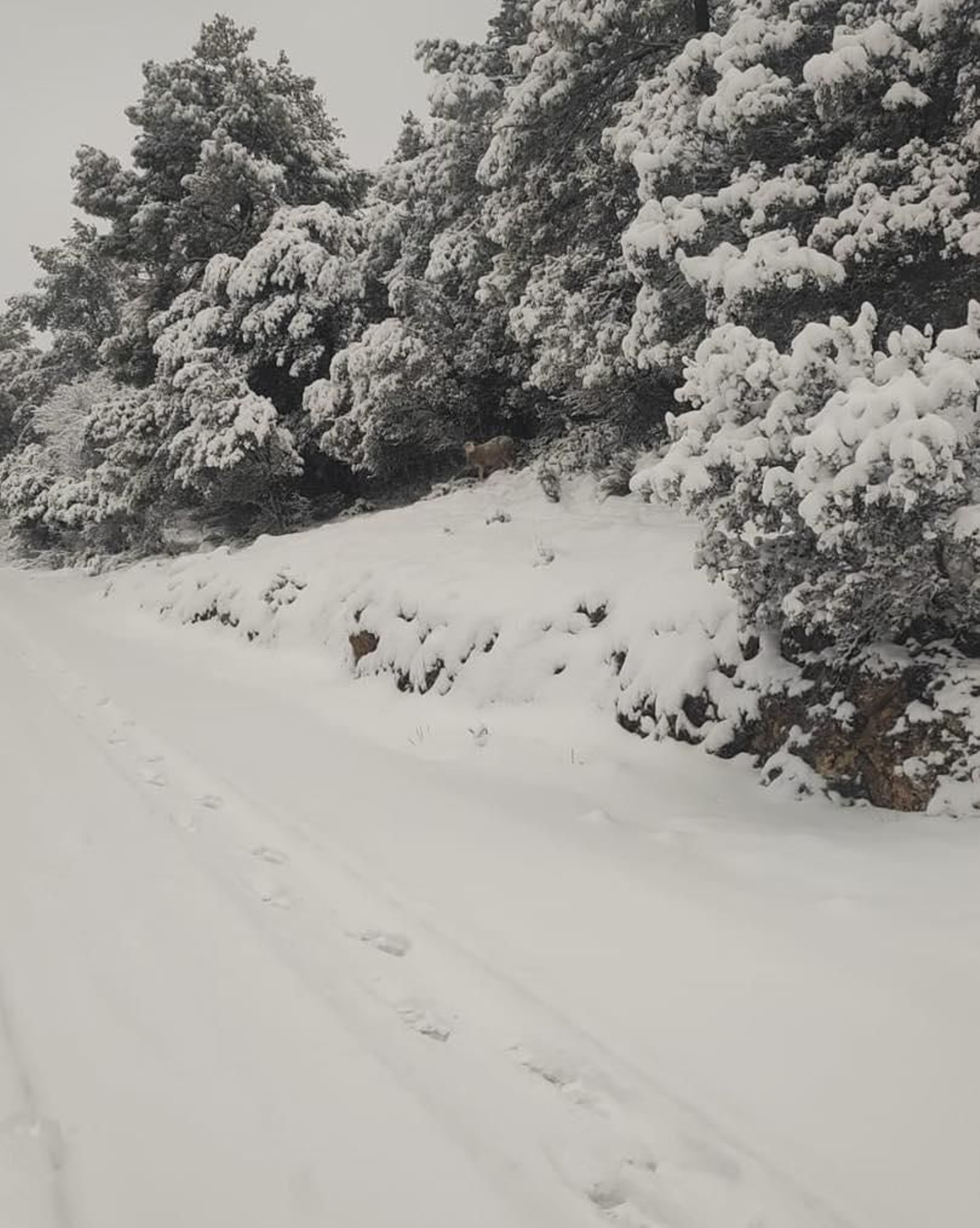 La nieve llega hasta las zonas más altas de la sierra jiennense, en imágenes