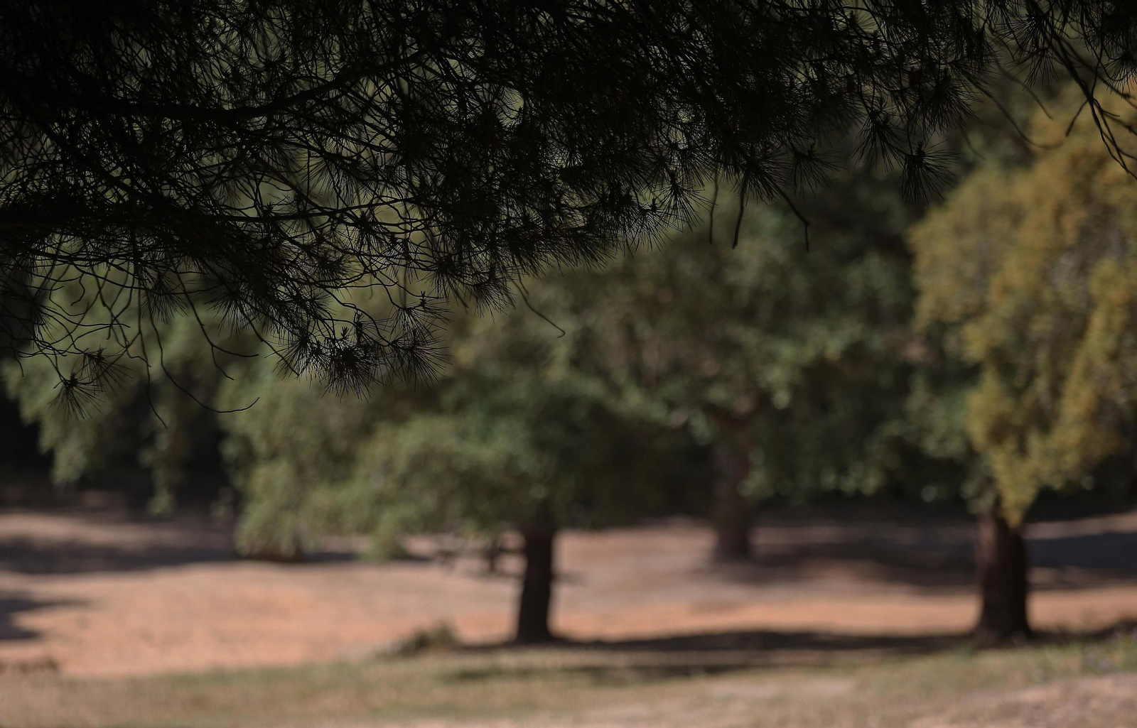 El Pinar del Rey de San Roque, en imágenes