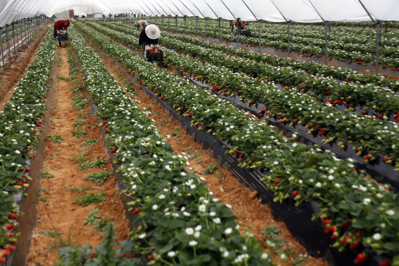 La Junta triplica las ayudas para modernizar las explotaciones agrarias