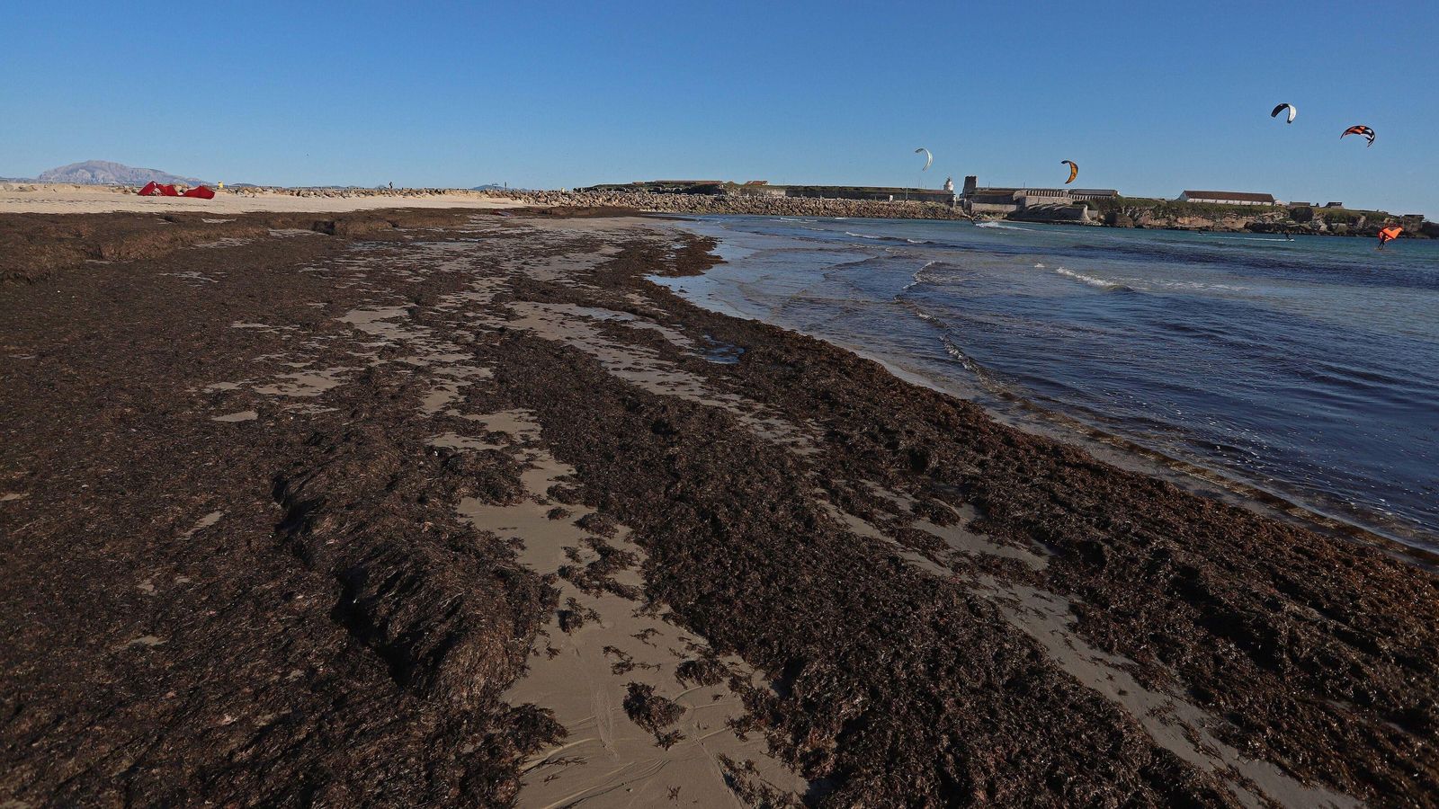 Un manto de algas cubre la playa de Los Lances, en Tarifa.