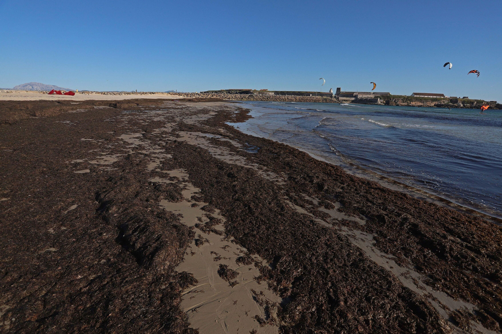 Un manto de algas cubre la playa de Los Lances, en Tarifa.