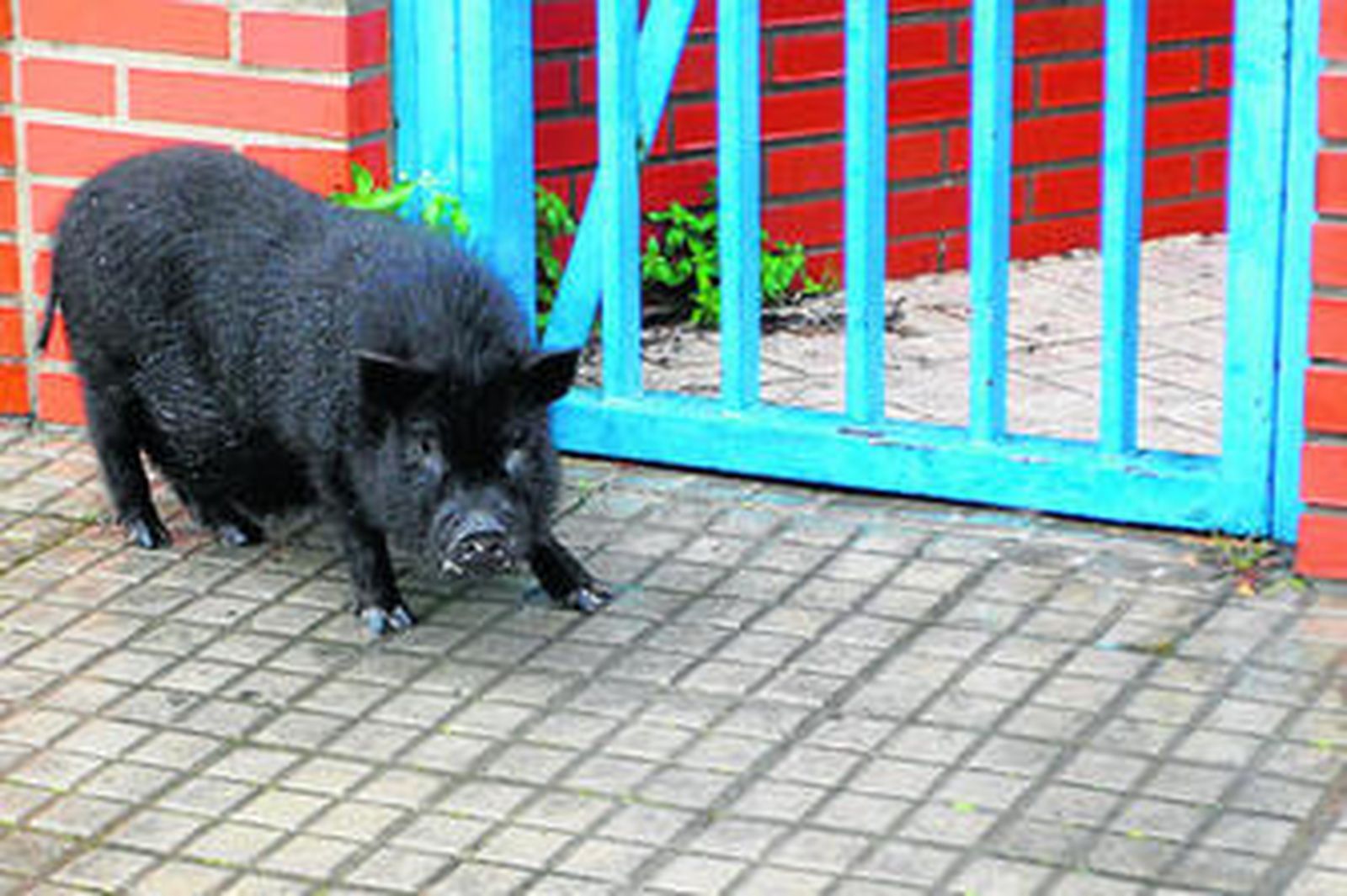 Un cerdo con malas pulgas