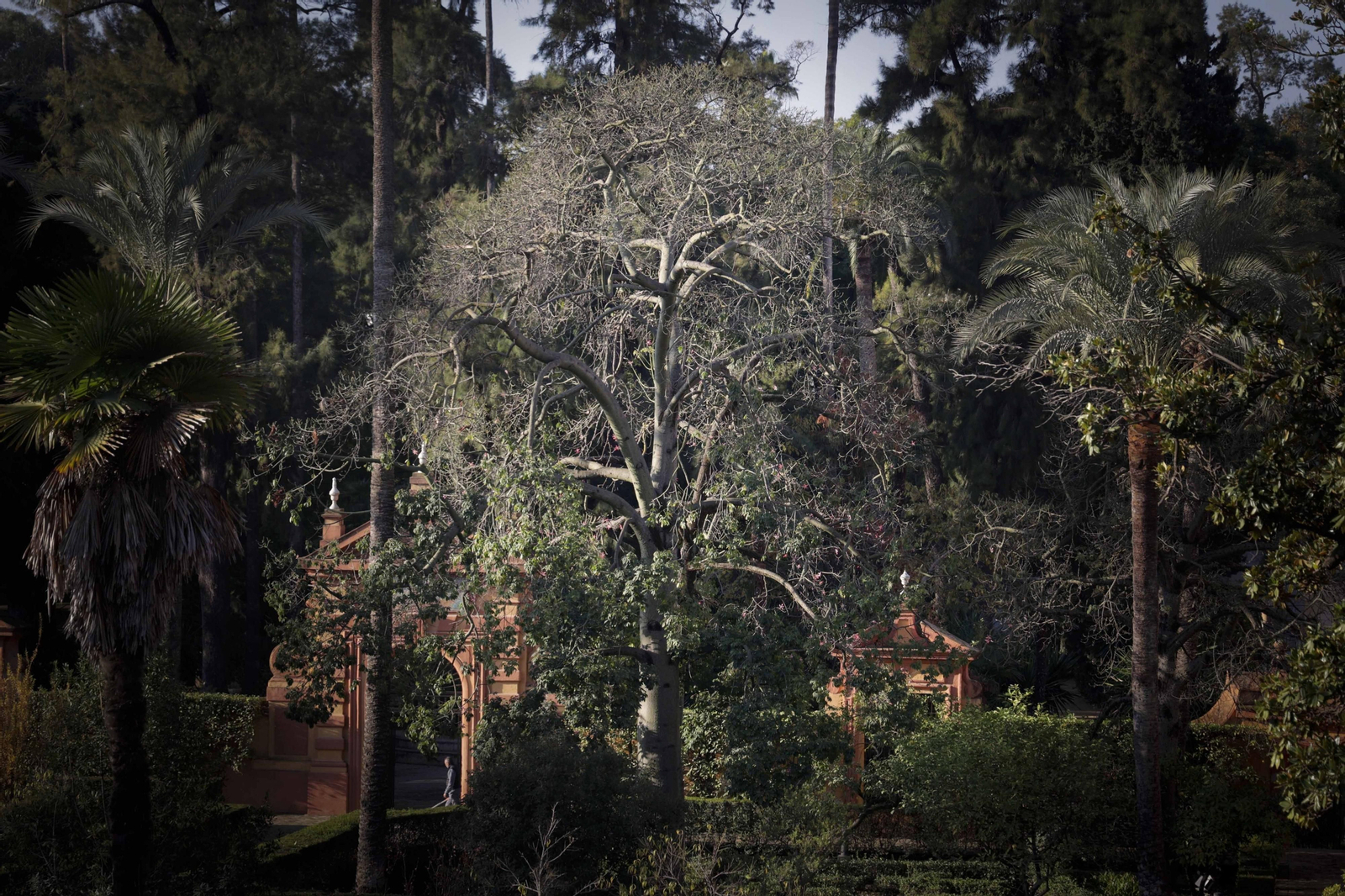 Arboles singulares del Alcazar