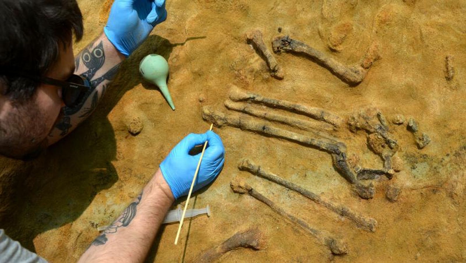 Hallan el esqueleto completo de un ave de hace 3,1 millones de años en Girona