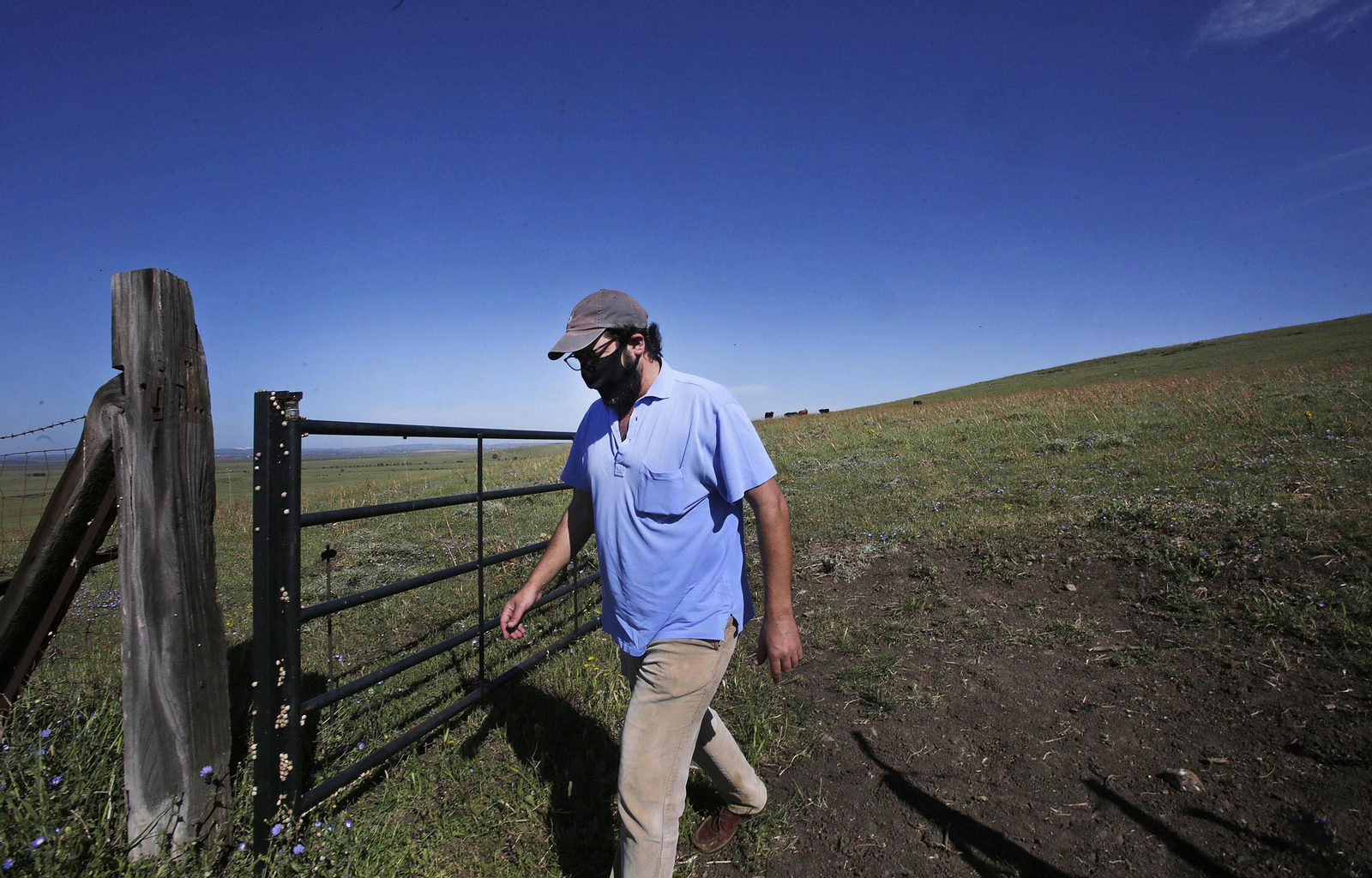 Mas cornadas da el virus, visita a la ganadería de Nuñez La Palmosilla