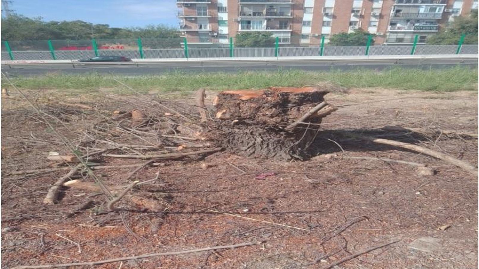 Tala de uno de los olmos de mayor diámetro de tronco a cuenta de la obra del carril Bus VAO.