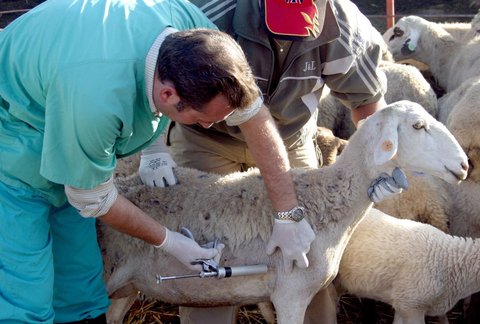 Un veterinario vacuna a una oveja en una explotación ganadera.