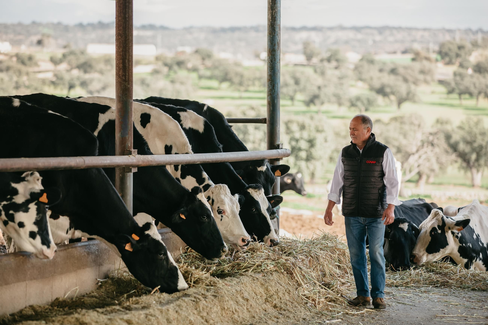Francisco Eugenio Sánchez, ganadero de vacuno de leche de COVAP.