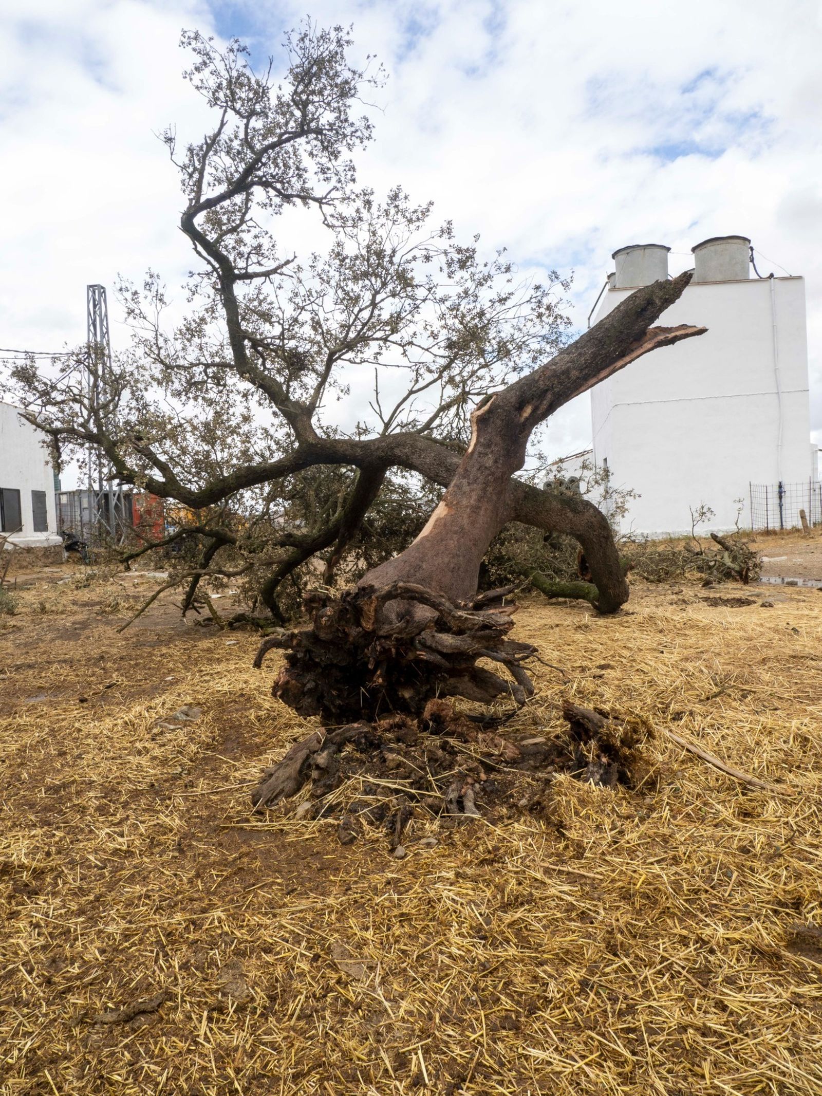 Imágenes de los destrozos provocados por un tornado en Villanueva de los Castillejos