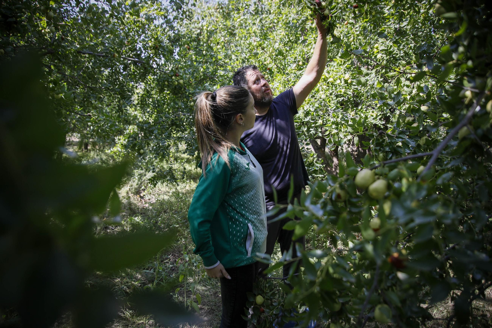 Imágenes del cultivo de azufaifas en Abrucena