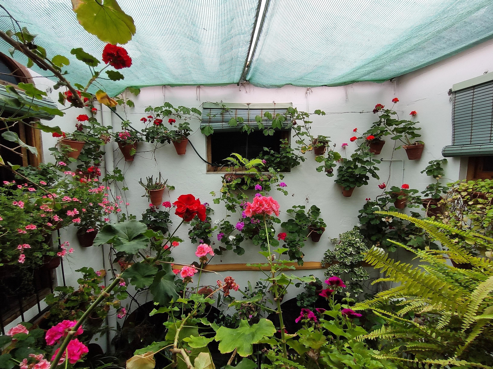 Los Patios de Córdoba en tiempos de crisis: Alfonso XII, 29