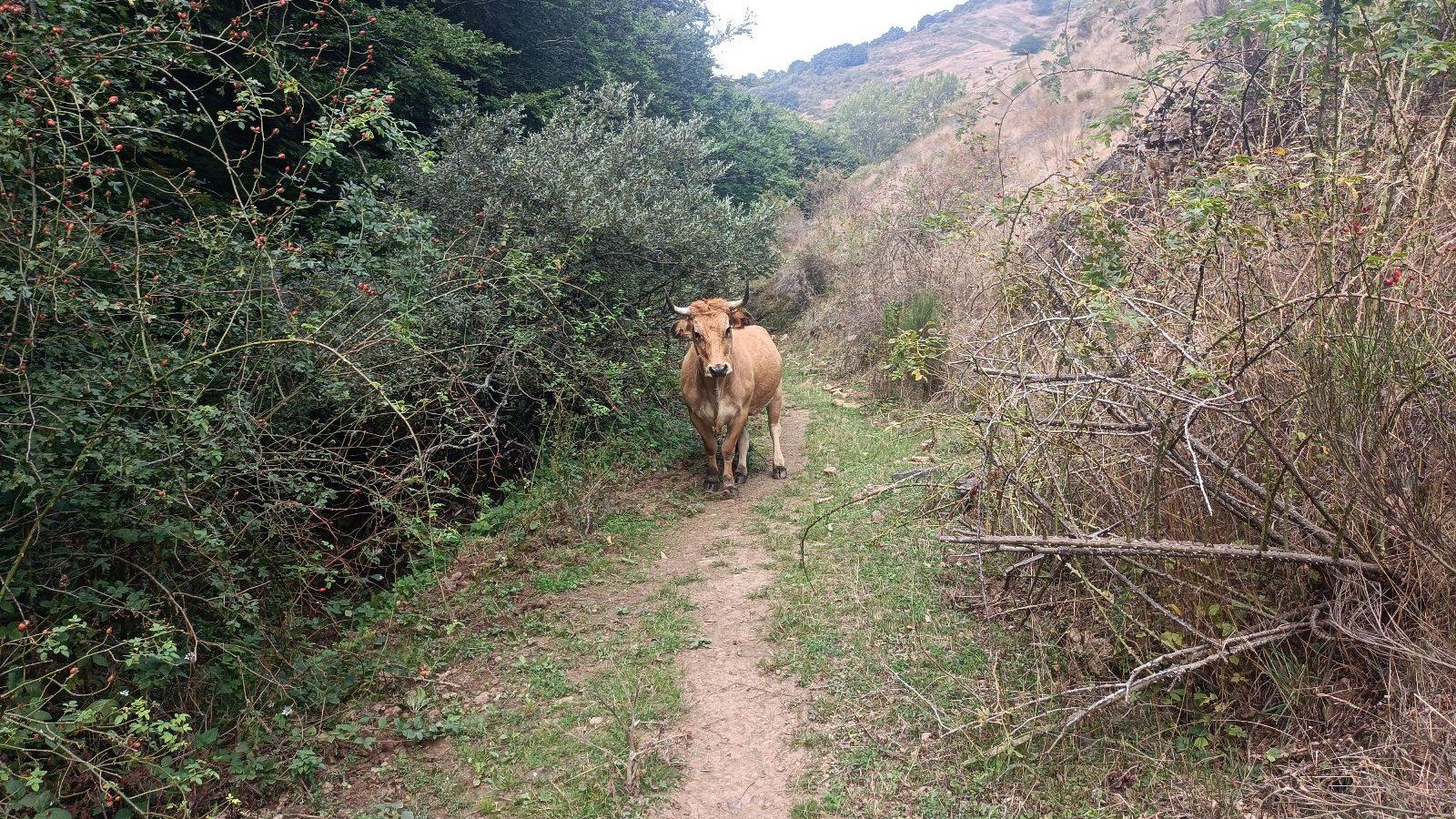 El sendero que sube al Collado de la Vid es estrecho y empinado. Es posible que haya ganado suelto.